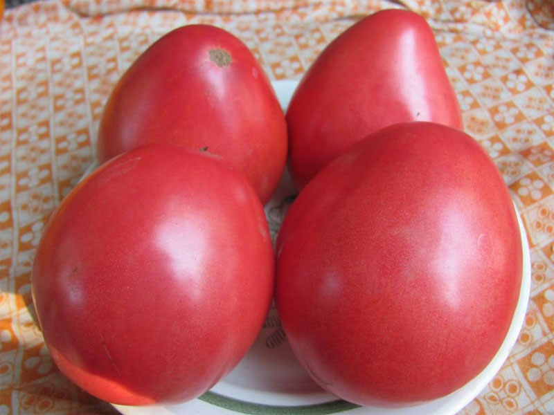 La taille compte – description et caractéristiques de la variété de tomates Pudovik
