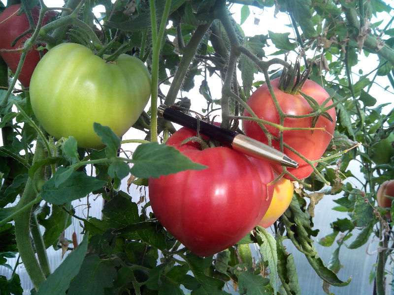 La tomate rose Abakan est choisie pour sa fructification à long terme et son excellent goût.