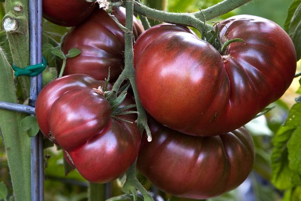 La tomate Sugar Bison est une variété sans prétention et productive avec quelques caractéristiques de croissance