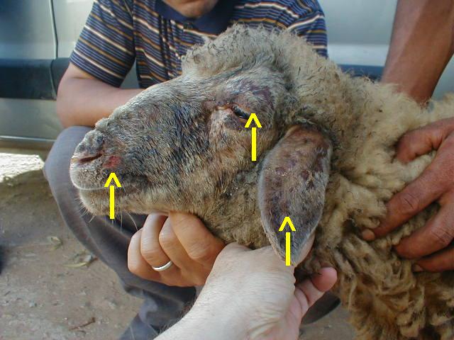 La variole chez le mouton