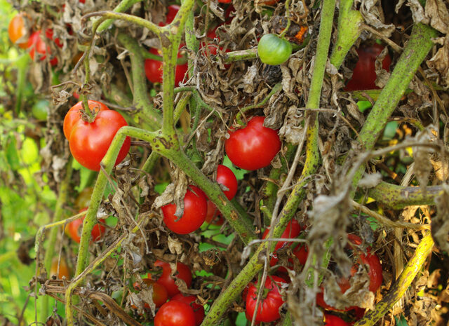 Le choc est notre voie : planter des tomates avec de l'eau bouillante est un moyen rapide et facile d'obtenir des plants de tomates sains