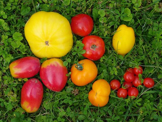 Le meilleur : des tomates juteuses, parfumées et sucrées pour serres et pleine terre – comment ne pas se tromper dans le choix d’une variété ?