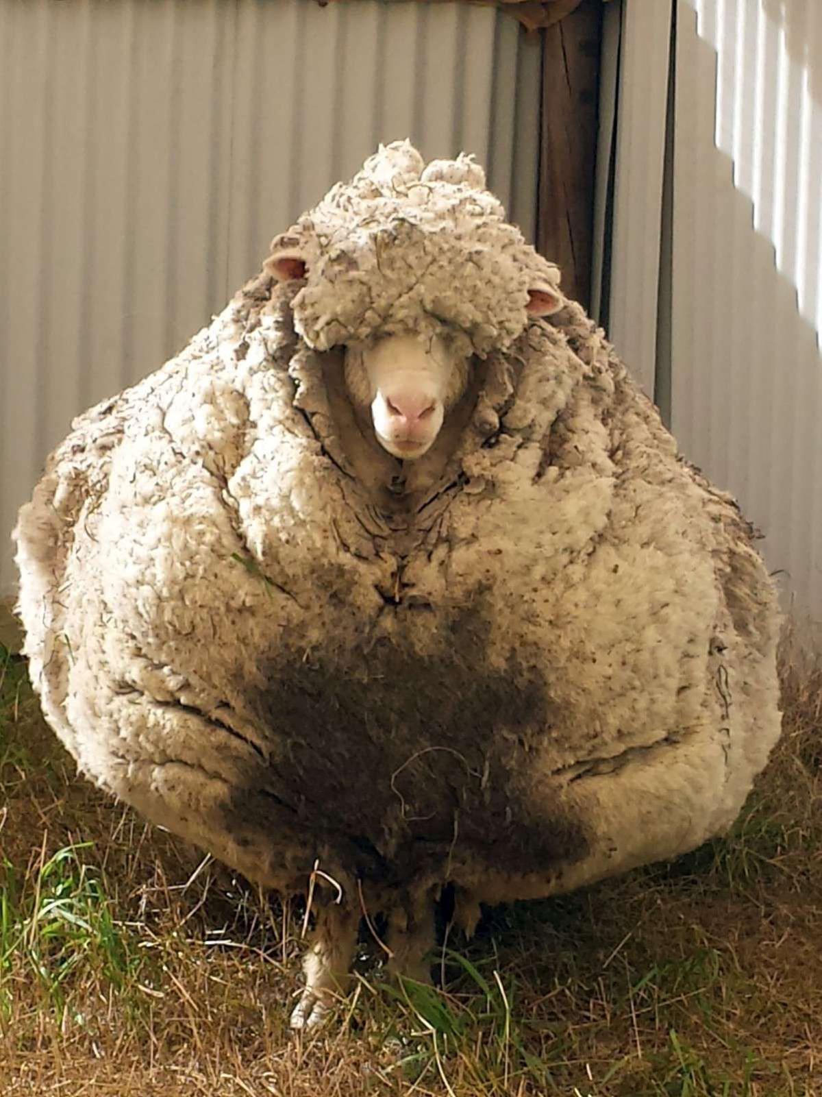 Le plus gros mouton