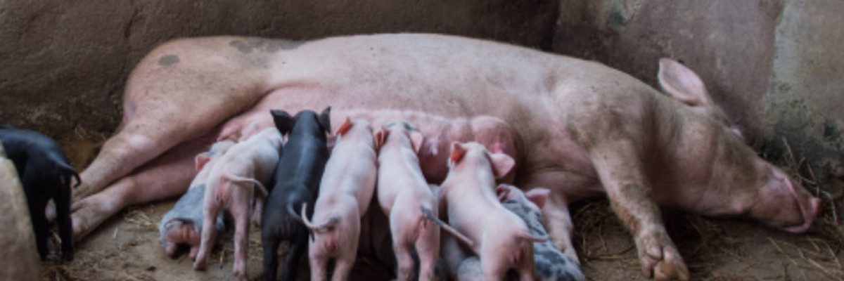 L'élevage de porcs vietnamiens en tant qu'entreprise