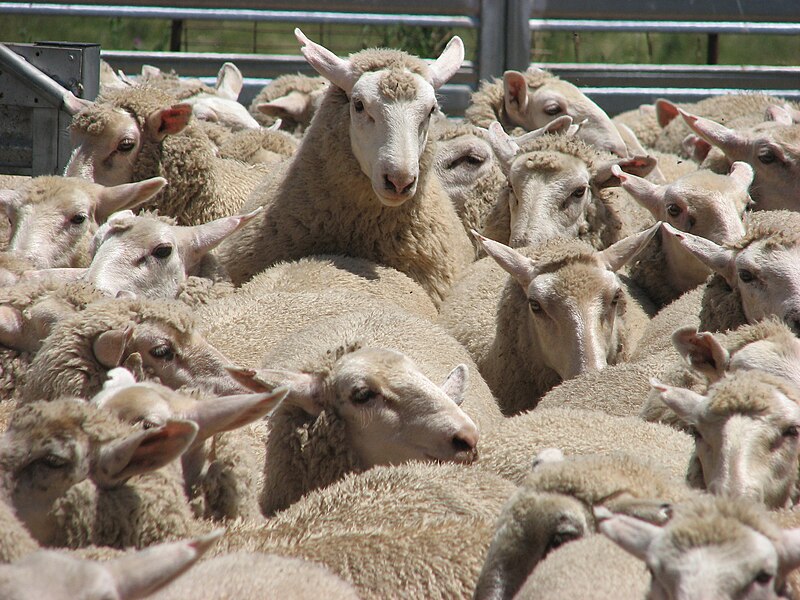 L'élevage ovin dans les pays du monde