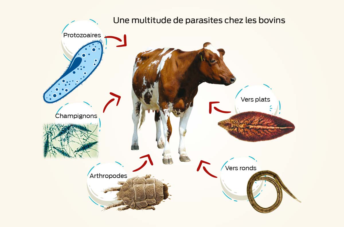 Leptospirose chez les vaches et les bovins