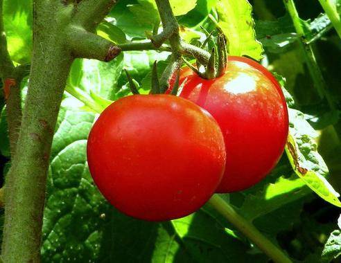 Les graines de plants de tomates peuvent être cultivées indépendamment, l'essentiel est de les collecter et de les stocker correctement