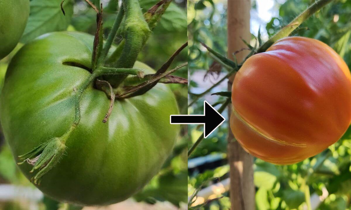 Les plants de tomates ne savent plus quoi faire