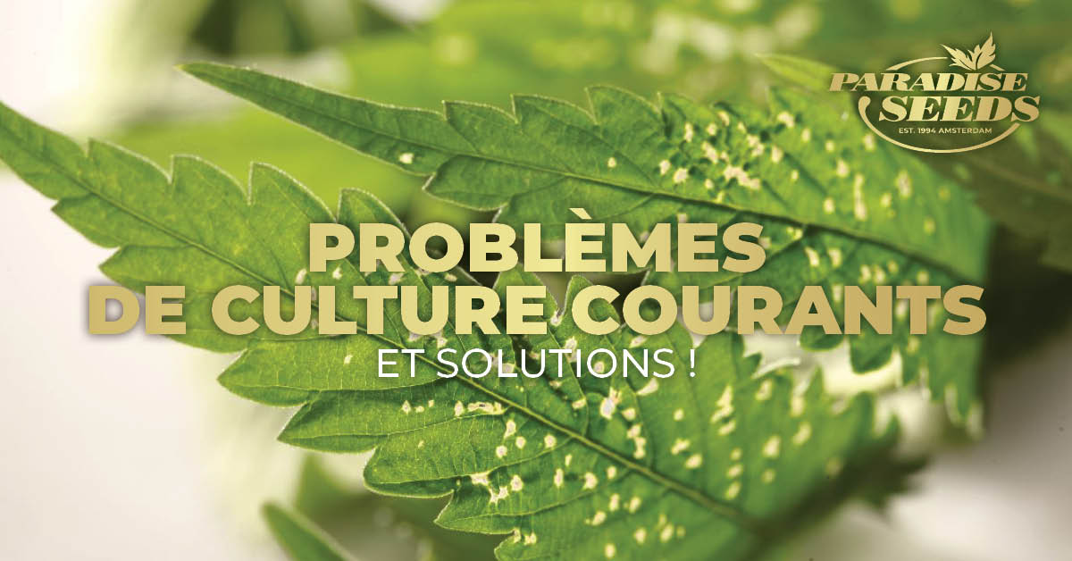 Les principaux problèmes liés à la culture des plants et leur solution
