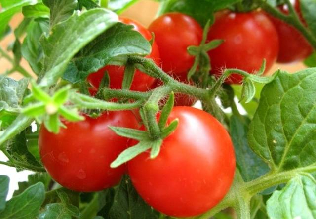 Les tomates Alsou sont l’une des meilleures de la sélection russe