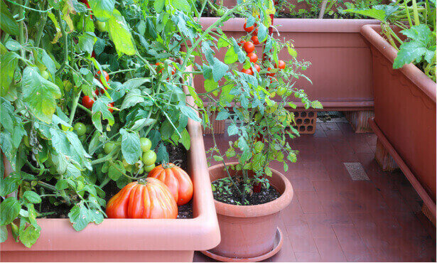Les tomates sur le balcon poussent étape par étape