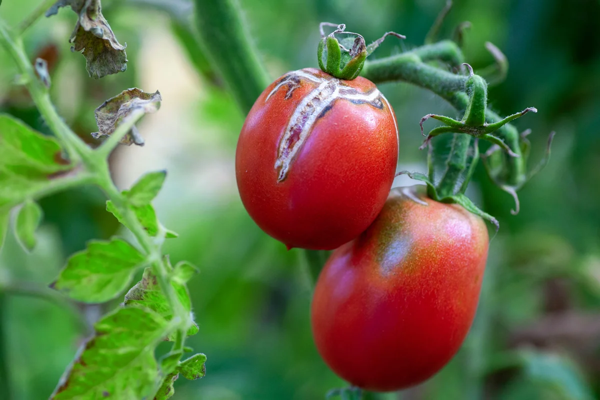Maladies de la tomate – description avec photo, méthodes de traitement