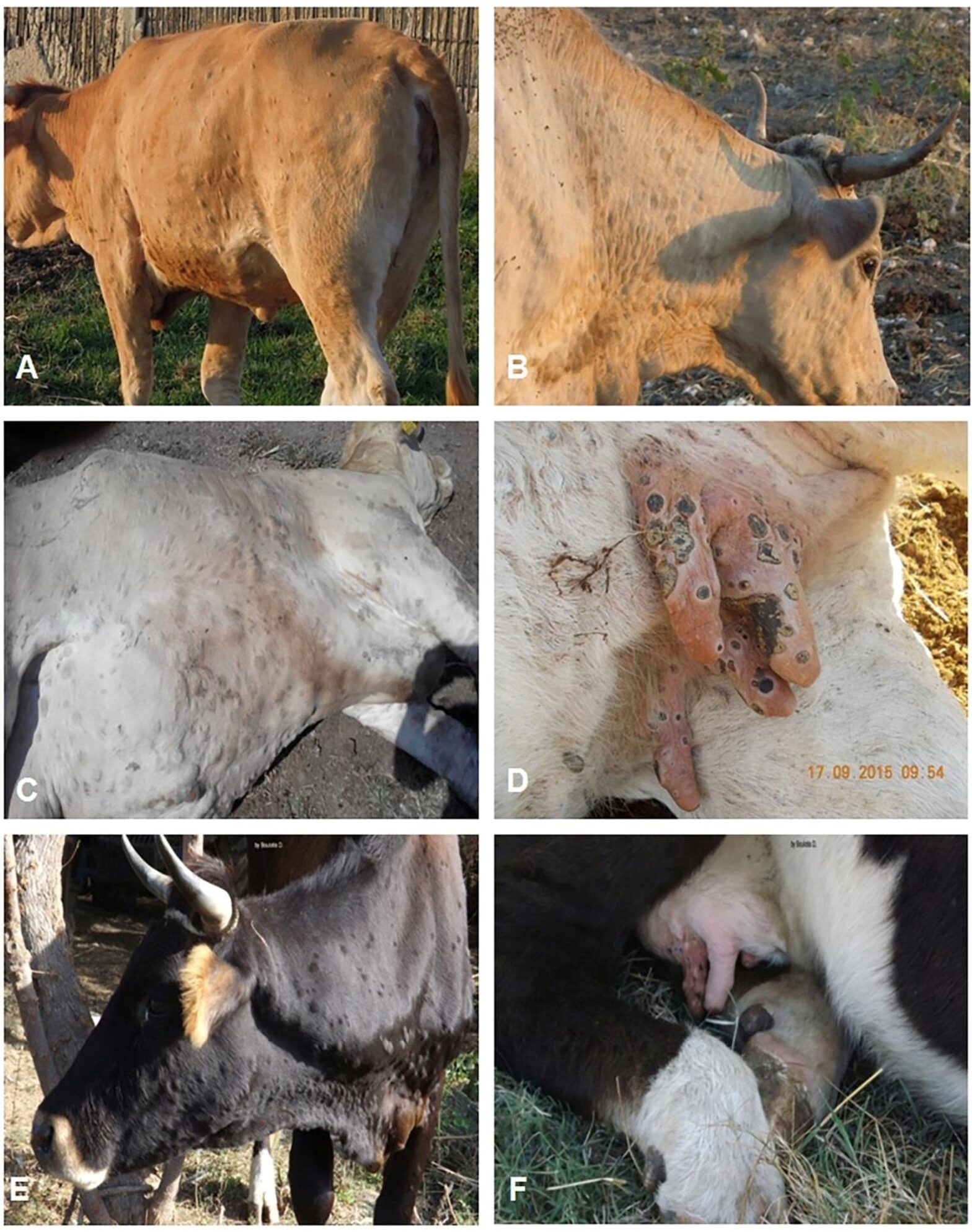 Maladies des membres chez les vaches et les bovins