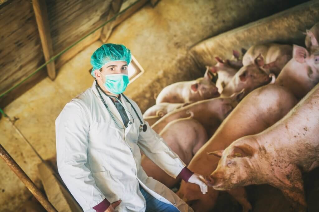 Maladies du porc vietnamien : infectieuses, parasitaires, invasives, symptômes, traitement