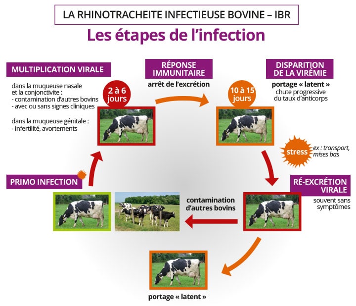 Maladies infectieuses et non infectieuses des bovins