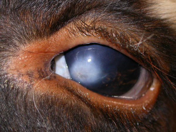 Maladies oculaires chez les bovins