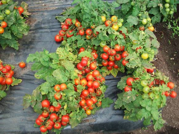 Maturation précoce et peu exigeante – les raisons de choisir des variétés de tomates à croissance basse pour les terrains ouverts et les serres