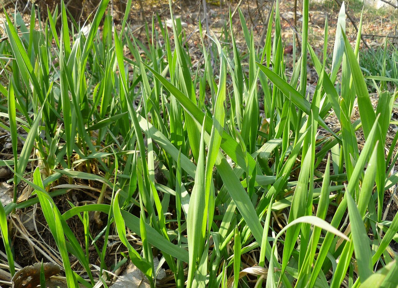 Mauvaises herbes : découvrez les plus courantes en agriculture