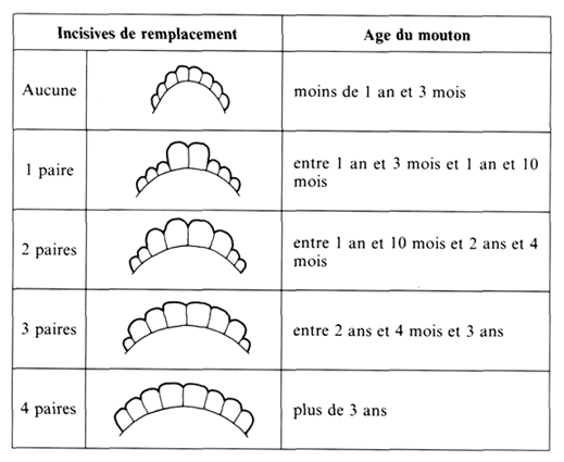 Méthodes pour déterminer l'âge des béliers et des moutons par les dents