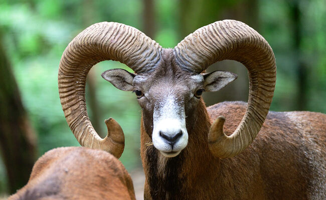 Mouflon sauvage : caractéristiques et types d’artiodactyles à cornes torsadées