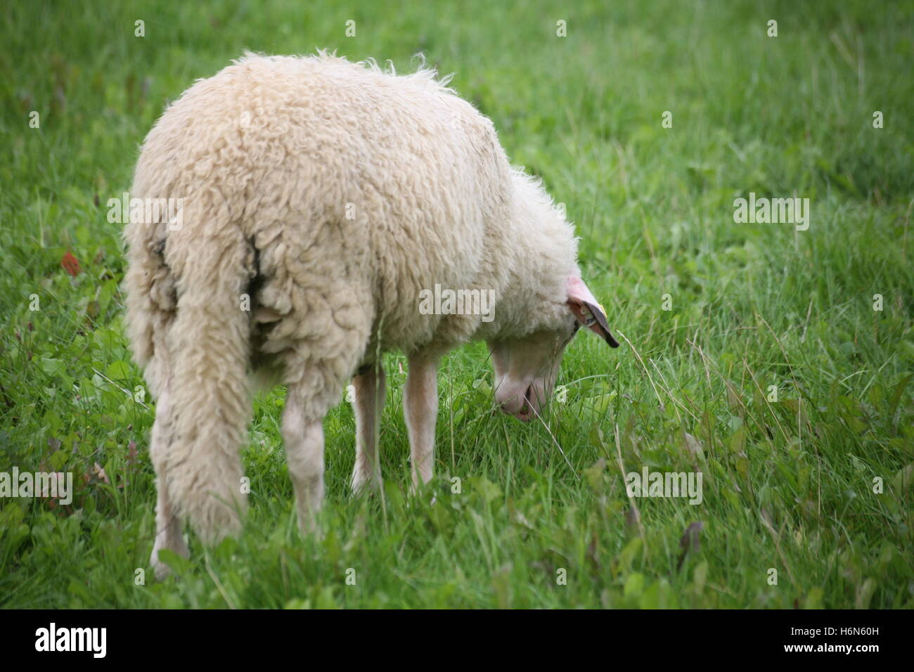 Mouton à grosse queue Kalmouk: principales caractéristiques