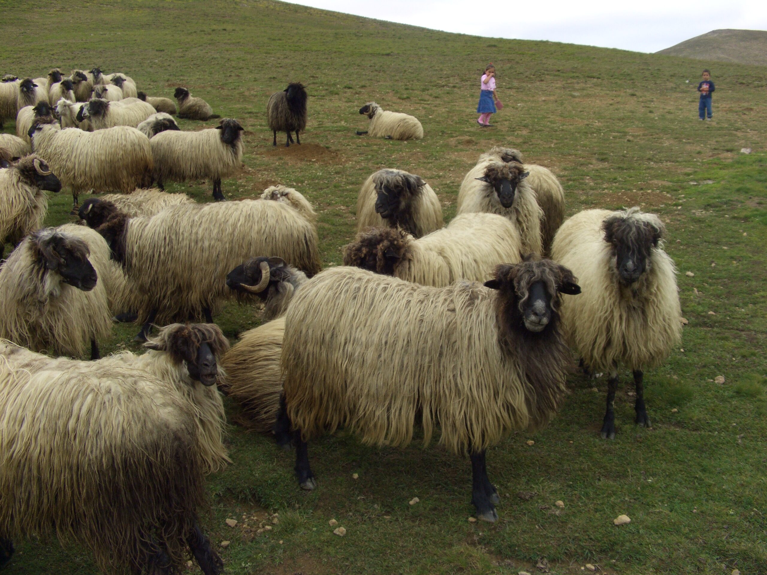 Mouton de race Karachaev: description, caractéristiques