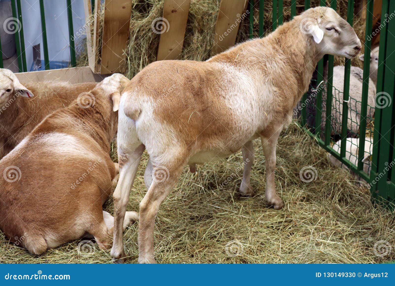 Mouton de race Katum
