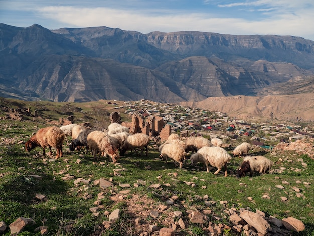 Mouton du Daghestan
