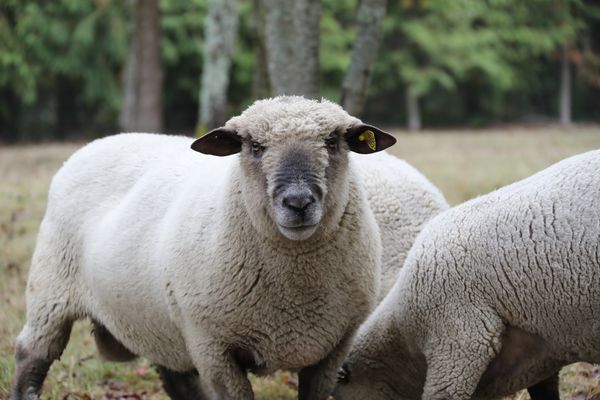 Mouton du Dorset