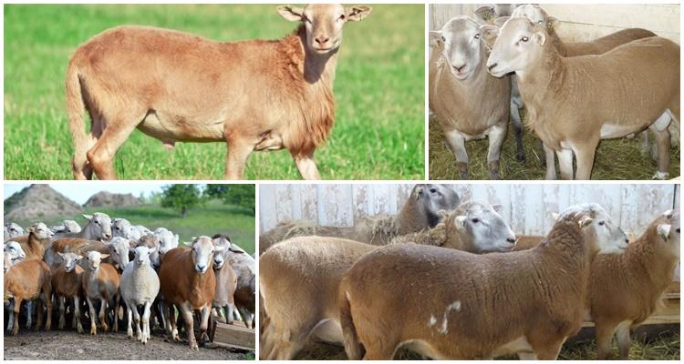 Mouton Katum à poil lisse : description, avantages et inconvénients de la race