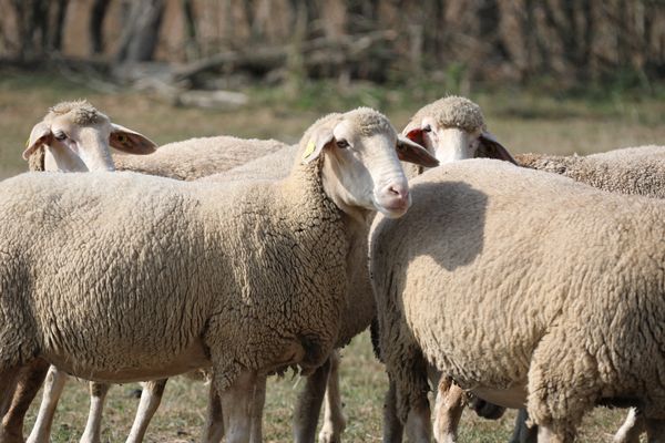 Mouton mérinos : la dignité de la race, les soins, la valeur de la laine