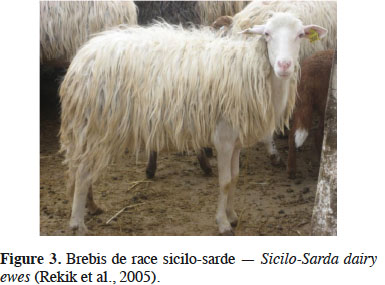 Mouton Tsigai: description et caractéristiques de la race