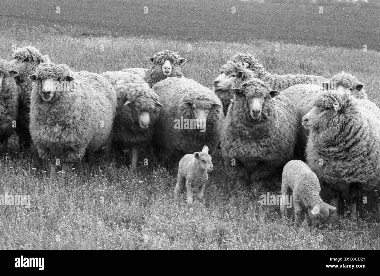 Moutons du Caucase et du Caucase du Nord
