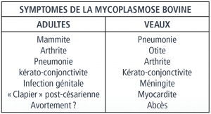 Mycoplasmose chez les bovins