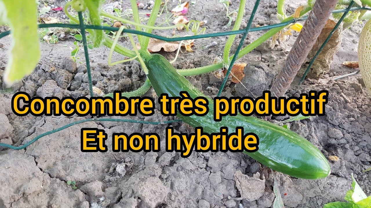 Nouveaux hybrides productifs de concombres
