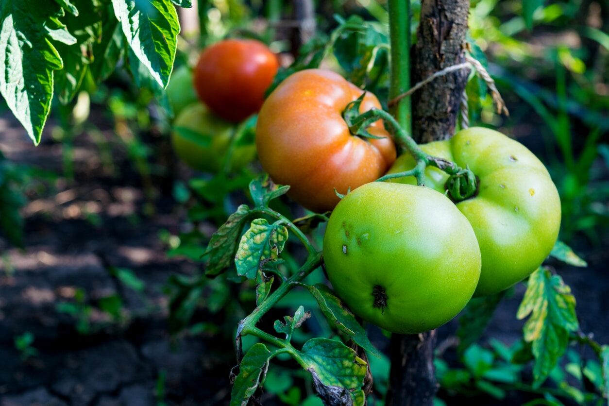 Oh, ces virus : qu'est-ce qui menace d'infecter les tomates par l'aspermie, comment détecter et guérir la maladie