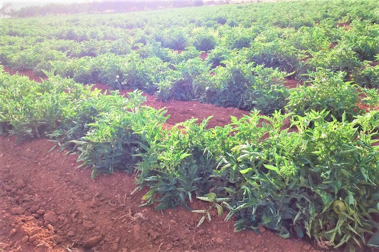 Organisation d'un bon arrosage des tomates en plein champ, en fonction de la variété et du stade de croissance