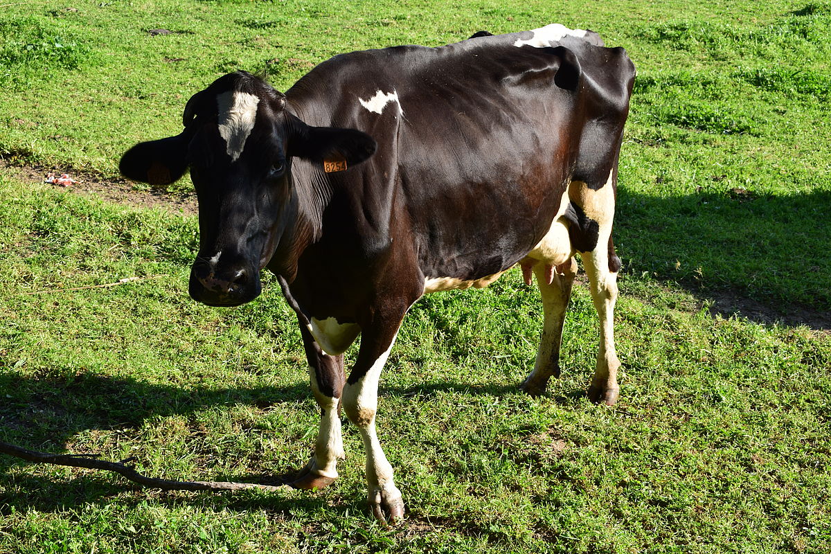 Péricardite traumatique chez les vaches et les bovins