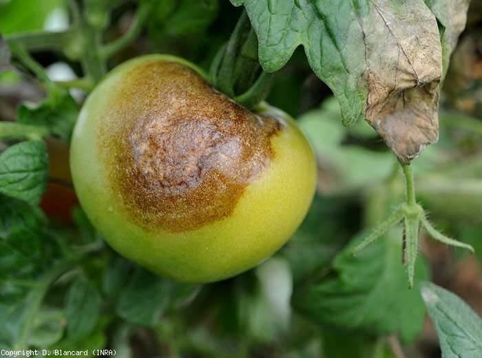 Phytophthora sur les tomates : terrible, mais pas omnipotent – ​​nous choisissons des remèdes populaires et des produits chimiques pour la transformation des tomates