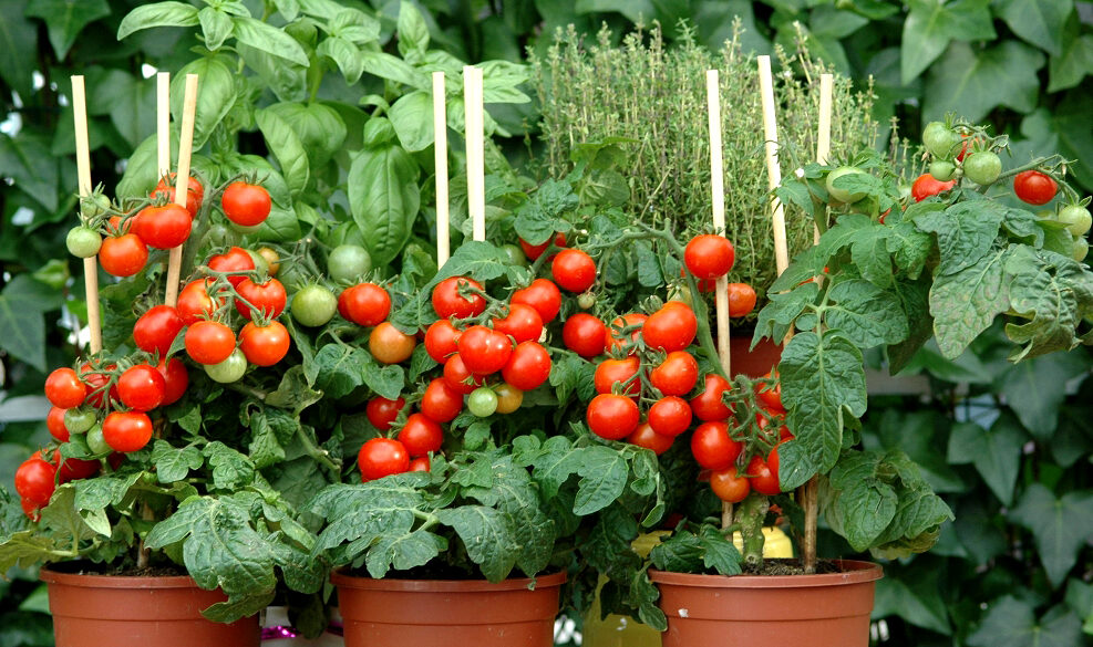 Planter des plants de tomates en serre comme garantie d’un rendement élevé