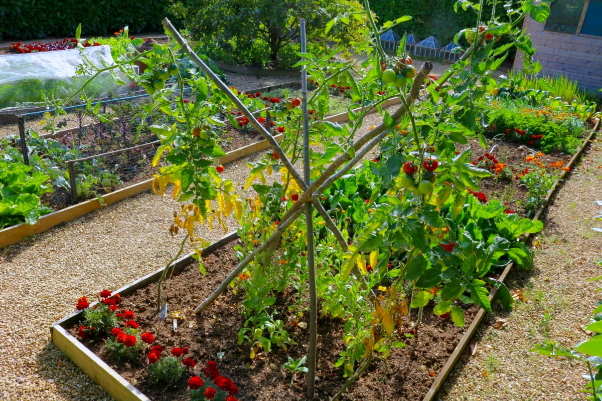 Plantez ensuite des tomates l’année prochaine.  Que planter après les tomates