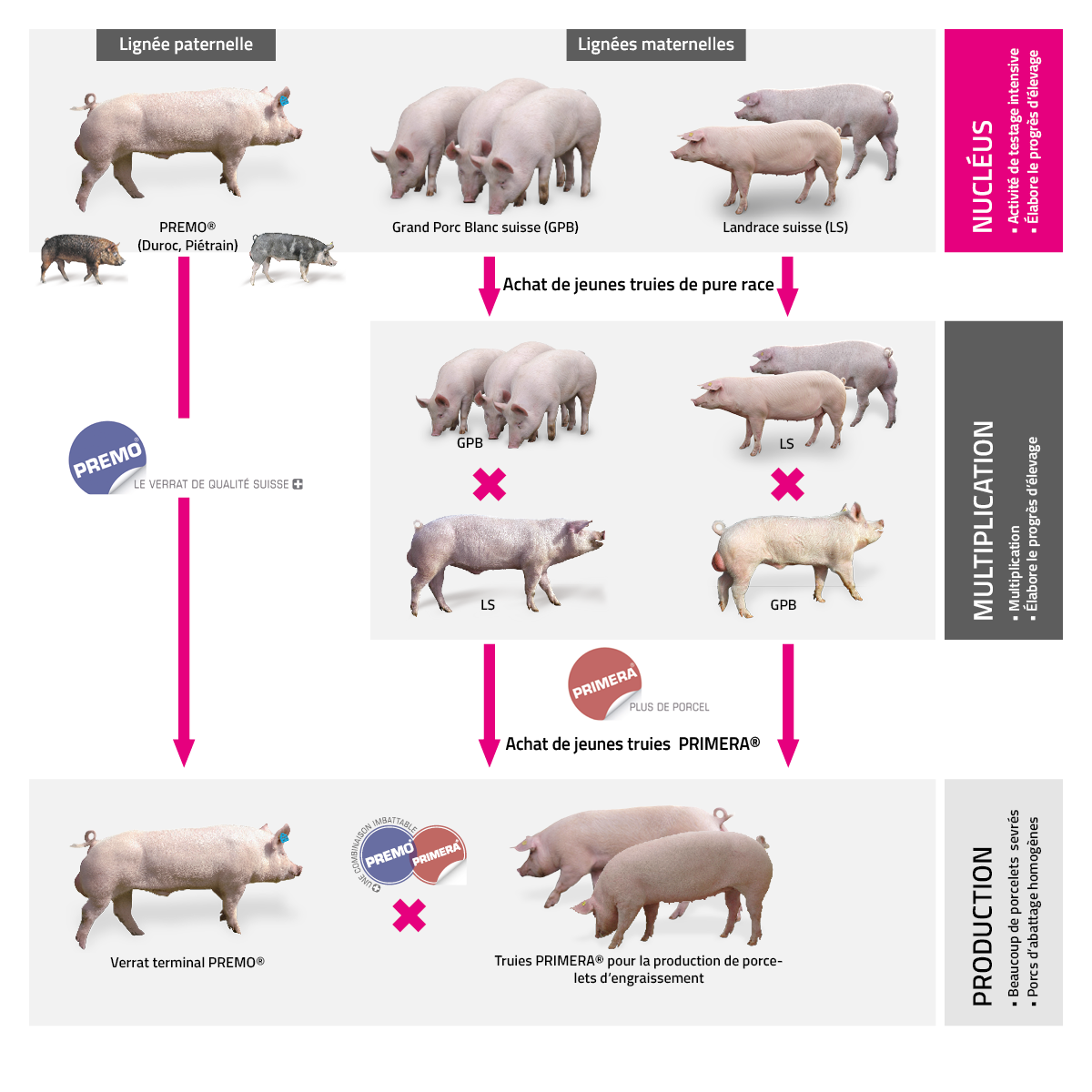 Porcs reproducteurs pour débutants