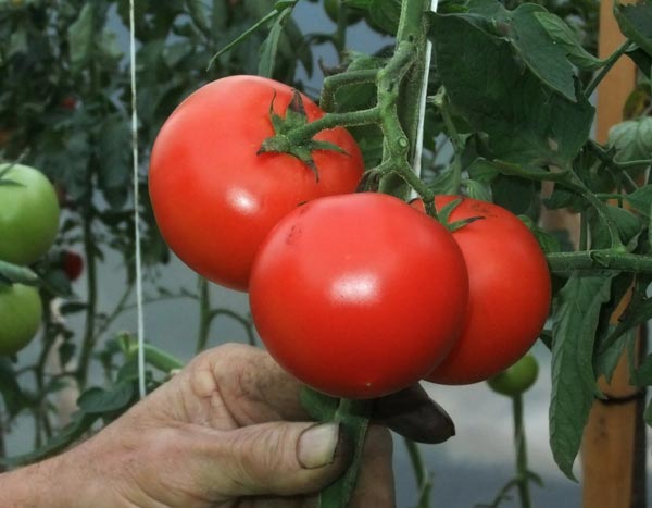 Pour faire pousser des tomates sans arrosage, il est nécessaire de suivre des règles importantes lors de la plantation