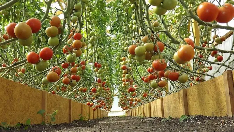 Pourquoi les tomates ne deviennent-elles pas rouges dans la serre