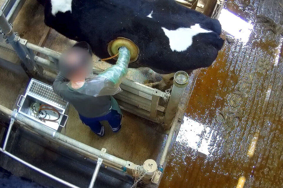 Pourquoi les vaches ont-elles un trou dans le côté ?