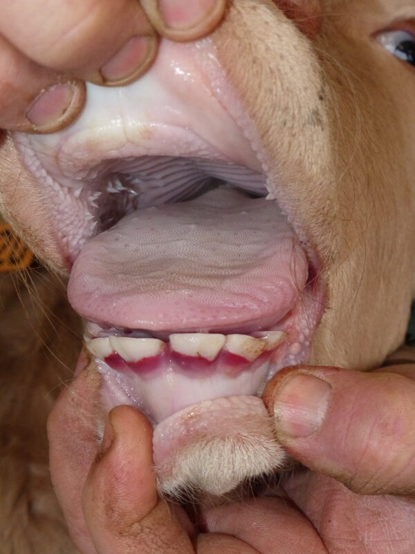 Pourquoi un veau grince-t-il des dents ?