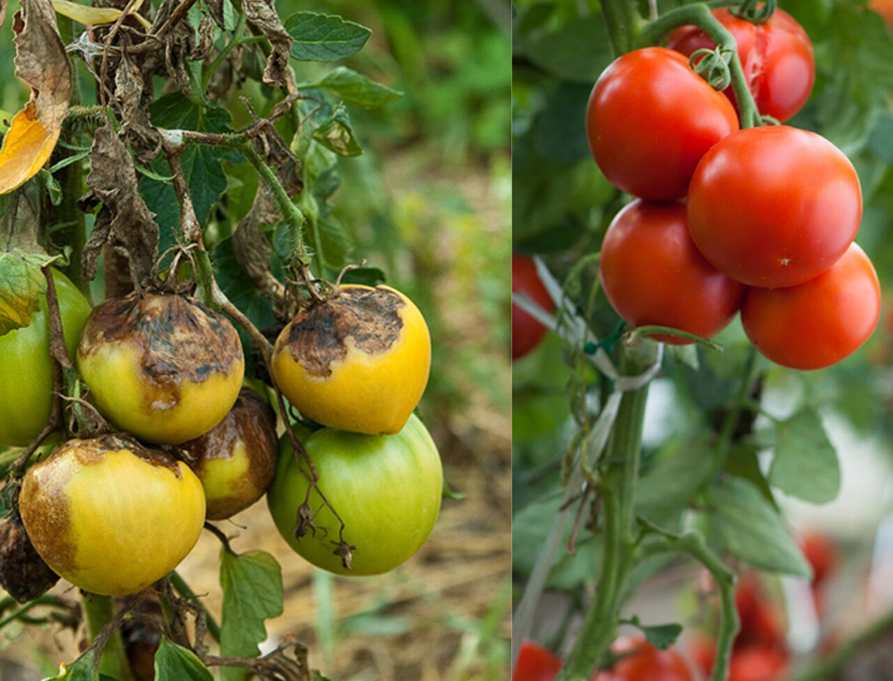 Pourriture supérieure des tomates : traitement