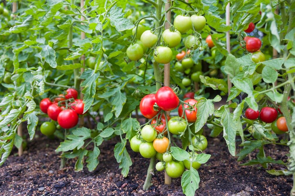 Quand et comment plonger les plants de tomates