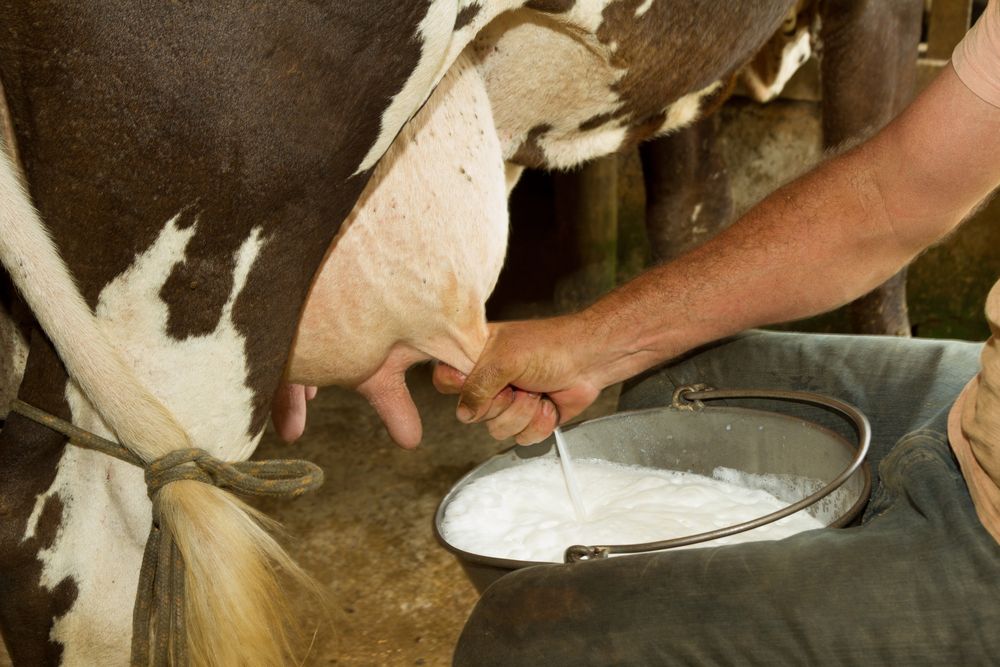 Quelle quantité de lait une vache donne-t-elle par jour ?