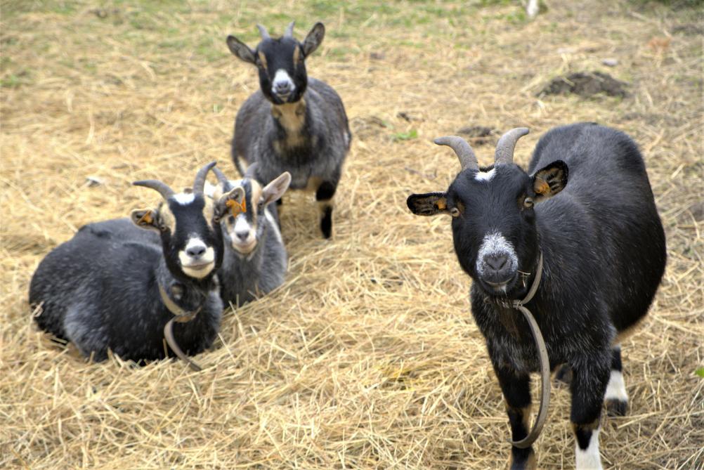 Quelle race de chèvre est préférable d'acheter: conseils à un agriculteur débutant